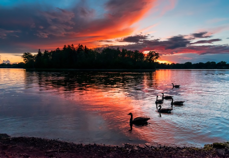 Geese swimming along during a very pretty sunset.